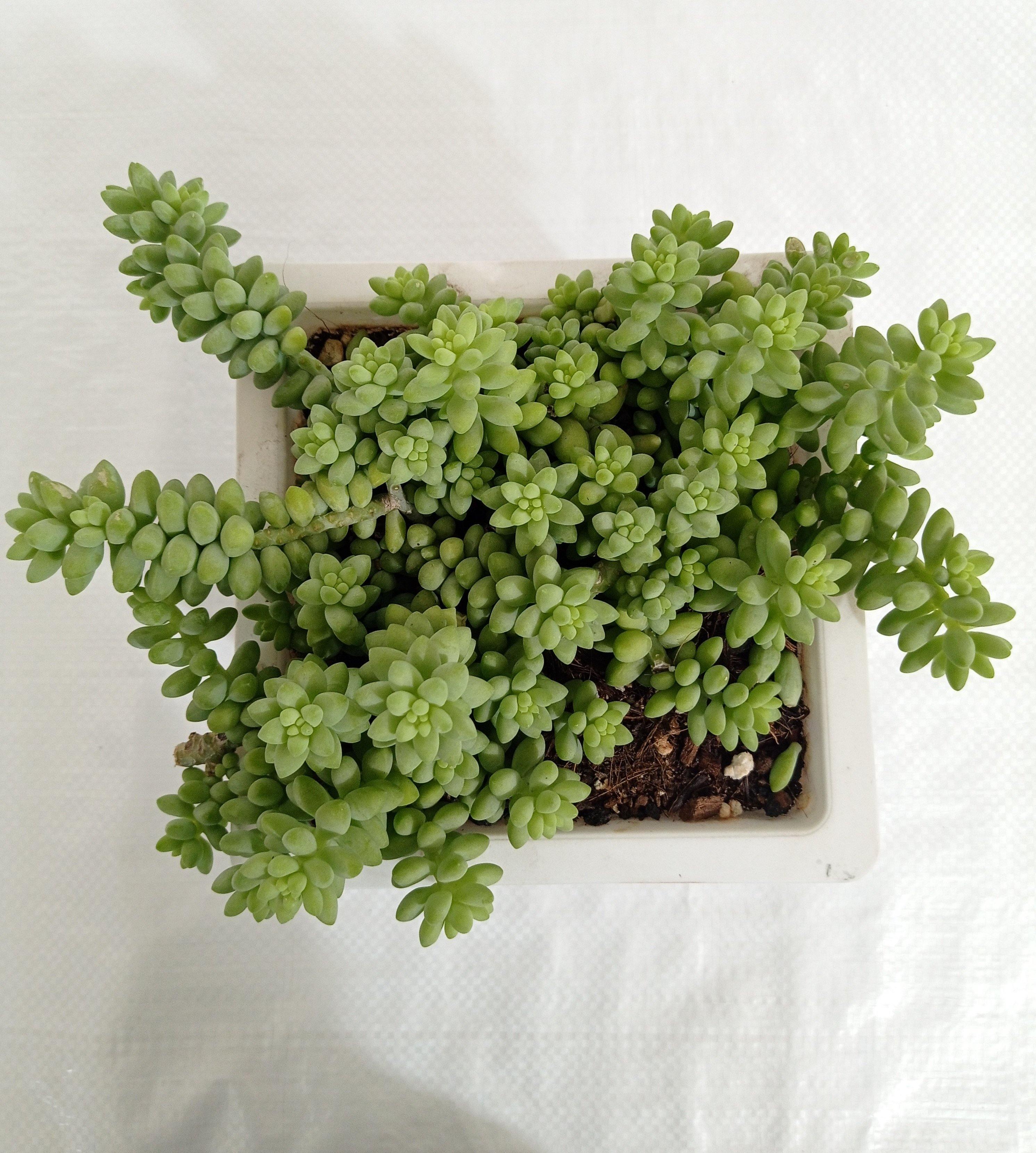 Sedum 'Burrito Baby' Donkey's Tail Big Succulent Plant
