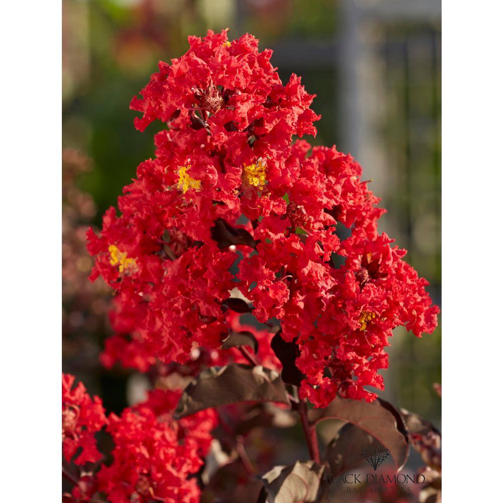 BLACK DIAMOND 7 Gal. Best Red Crape Myrtle Tree with Red Flowers 10896