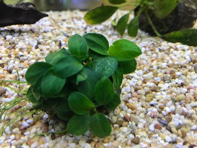 Anubias Barteri (Nana Petite) Small Live Aquarium Plants BUY2 GET1 FREE