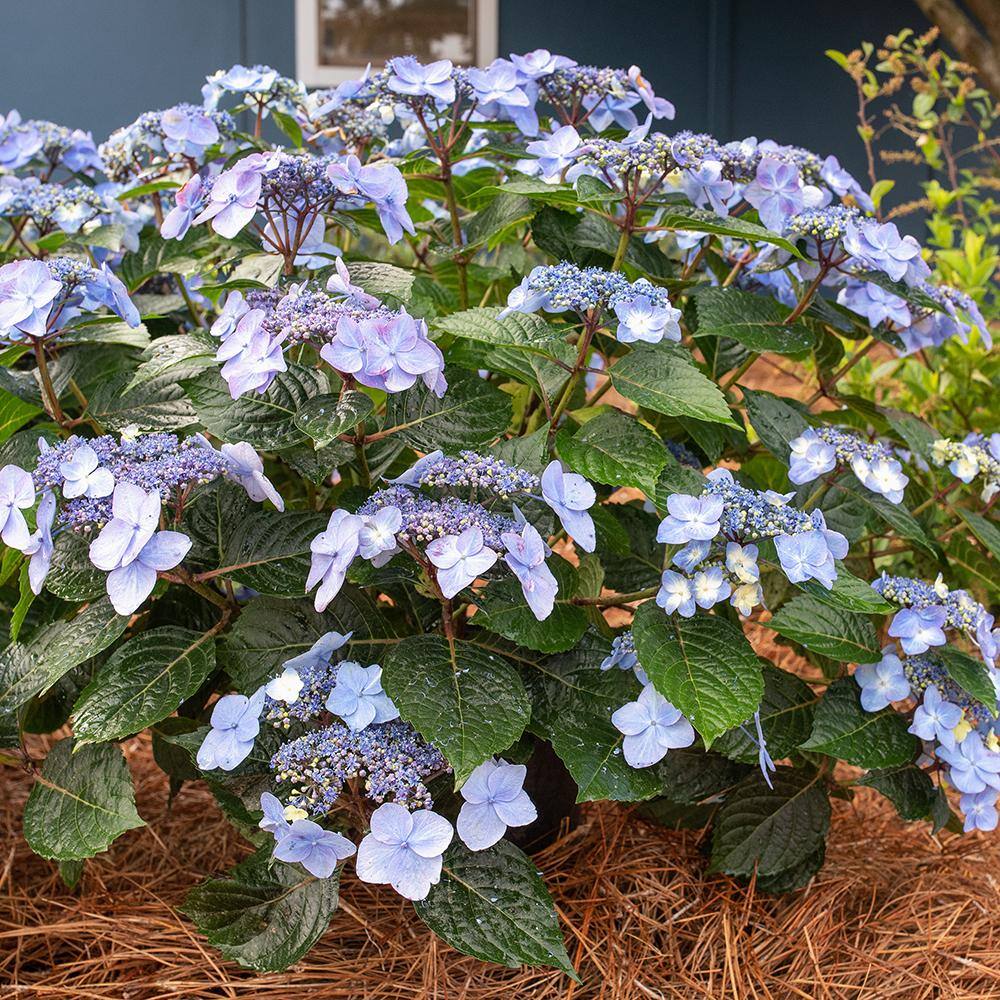 Endless Summer 2 Gal. Pop Star Reblooming Hydrangea Flowering Shrub with Electric Blue or Pink Lacecap Flowers 17206