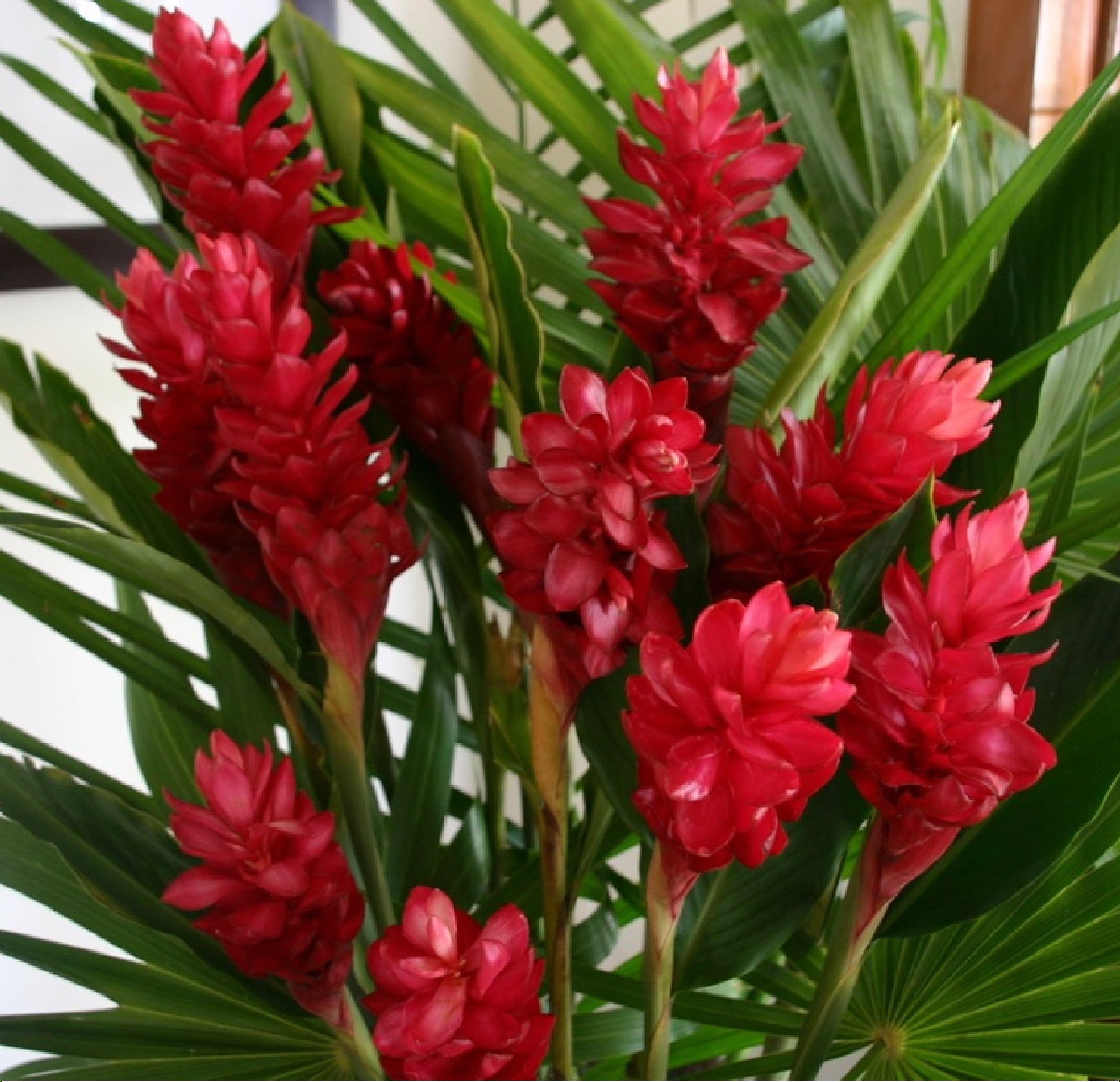 Live Red Ginger Plant 5