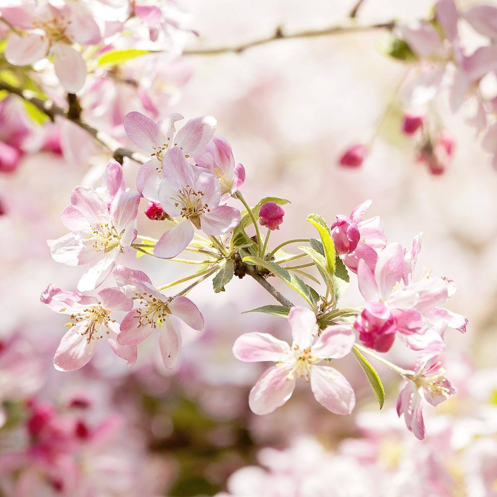 5 Gal. Floribunda Crabapple Tree with White Blossoms CRAFLO05G