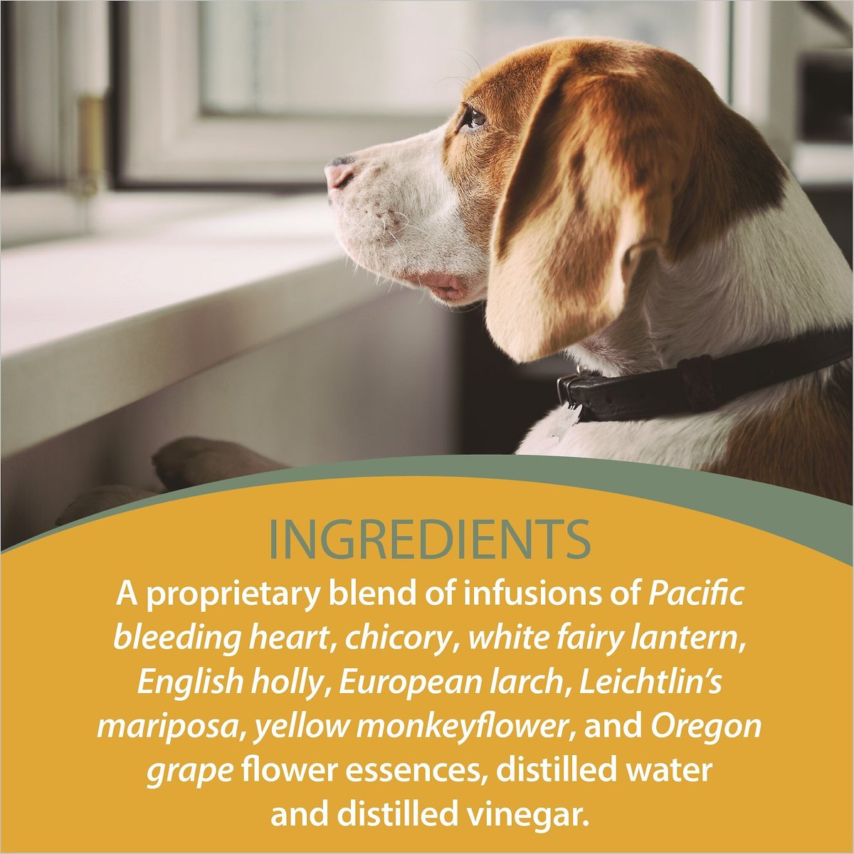 Botanical Animal Flower Essences Independence Calming Pet Supplement， 1-oz bottle