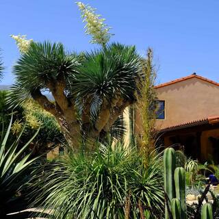 Wekiva Foliage Silver Yucca - Starter Plant in a 4 Inch Growers Pot - Yucca Rostrata - Extremely Rare Outdoor Ornamental Evergreen Tree SilverYucca4