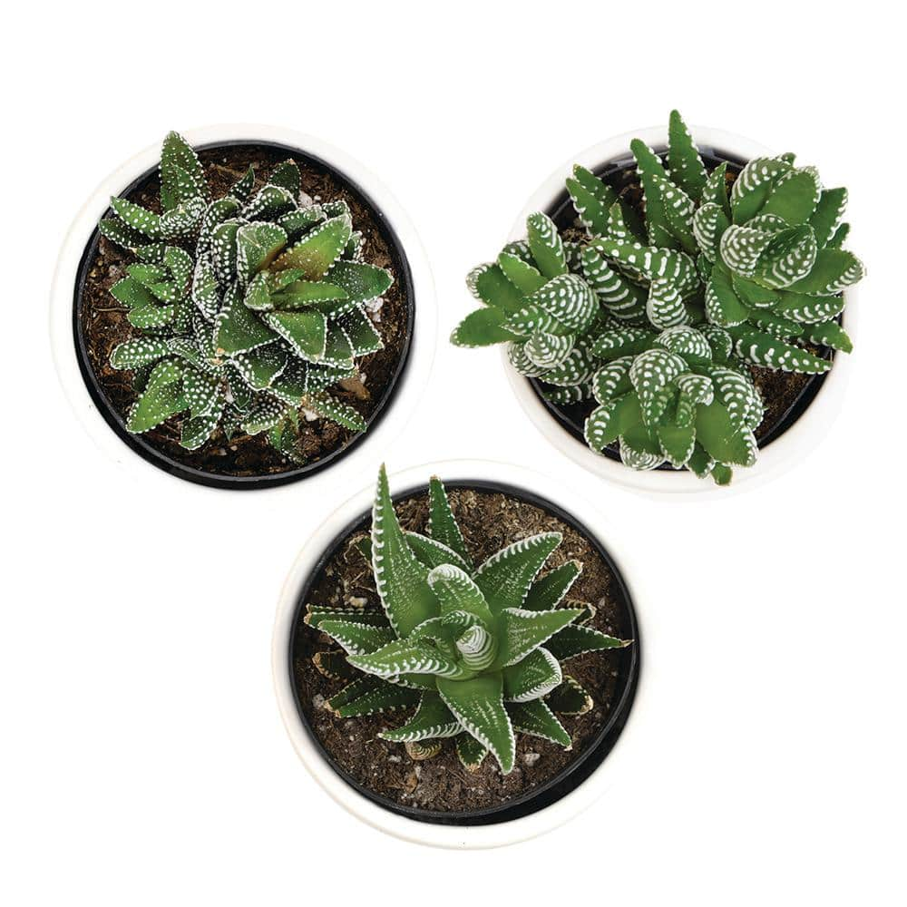 SMART PLANET 3Pk 2.5 in. Lolite Haworthia and Gasteria Succulents in Matte White Cylindrical Decco Pot 0880096