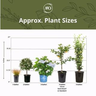 Alder  Oak #5 Container Sunset Gold Coleonema Evergreen Confetti Shrub (2-pack) DISU05