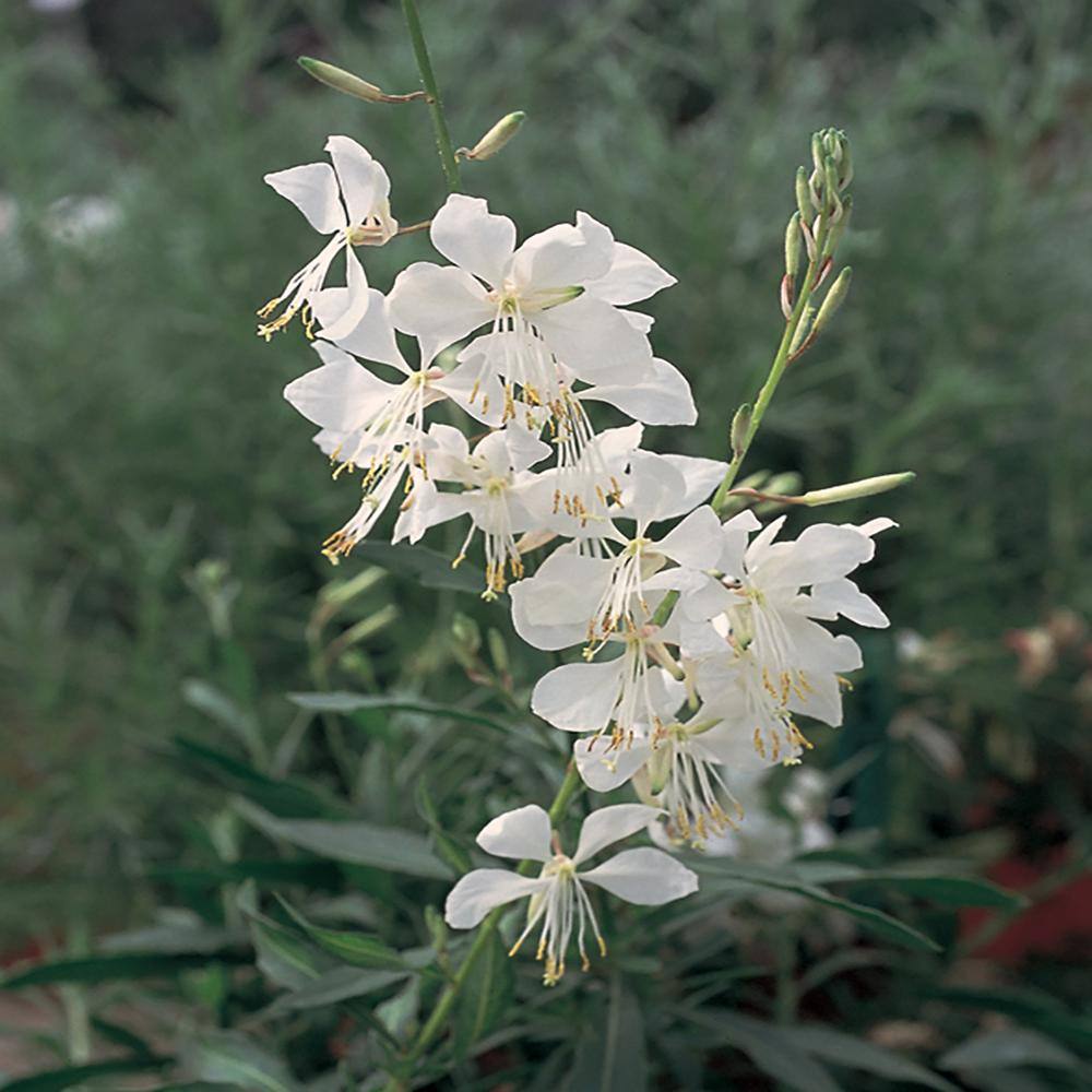 METROLINA GREENHOUSES 2.5 Qt. Belleza White Beeblossom Gaura Plant 34666