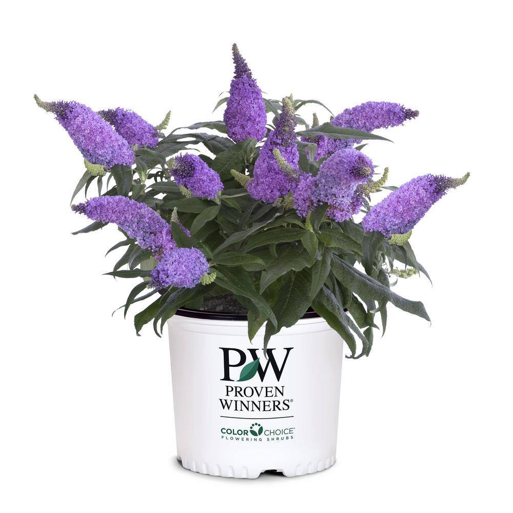 PROVEN WINNERS 2 Gal. Pugster Amethyst Buddleia Shrub with Purple Blooms and Rich Green Foliage 14736