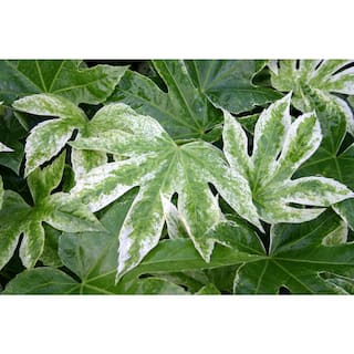 national PLANT NETWORK 2 Gal. Spider Web Fatsia Plant with White Blooms in Black Grower's Pot HD7476