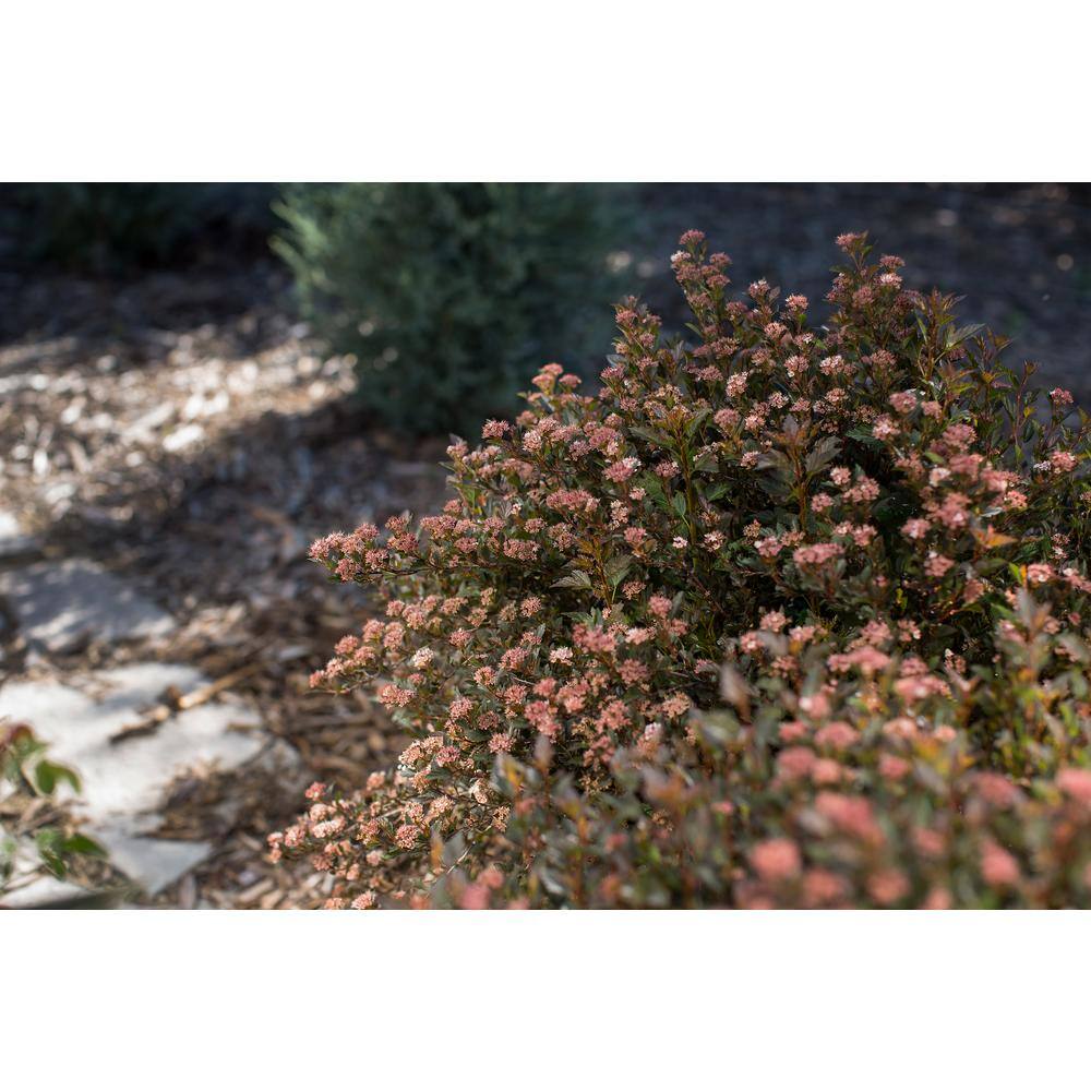 FIRST EDITIONS 2 Gal. Little Devil Ninebark Shrub with Dark Foliage O99082F