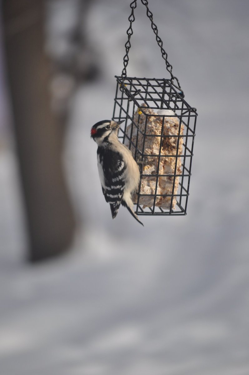 CandS Fruit n' Nut Treat Suet Wild Bird Food