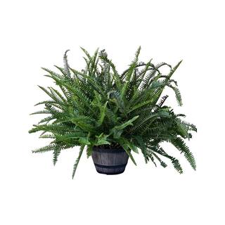 Pure Beauty Farms 8 in. Whiskey Barrel Fern Plant DC8WHISKEYFERN