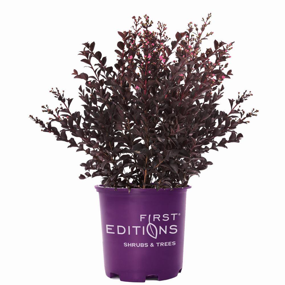 FIRST EDITIONS 2 Gal. Shadow Magic Crape Myrtle Flowering Shrub with Dark Leaves and Dark Pink Flowers 18131