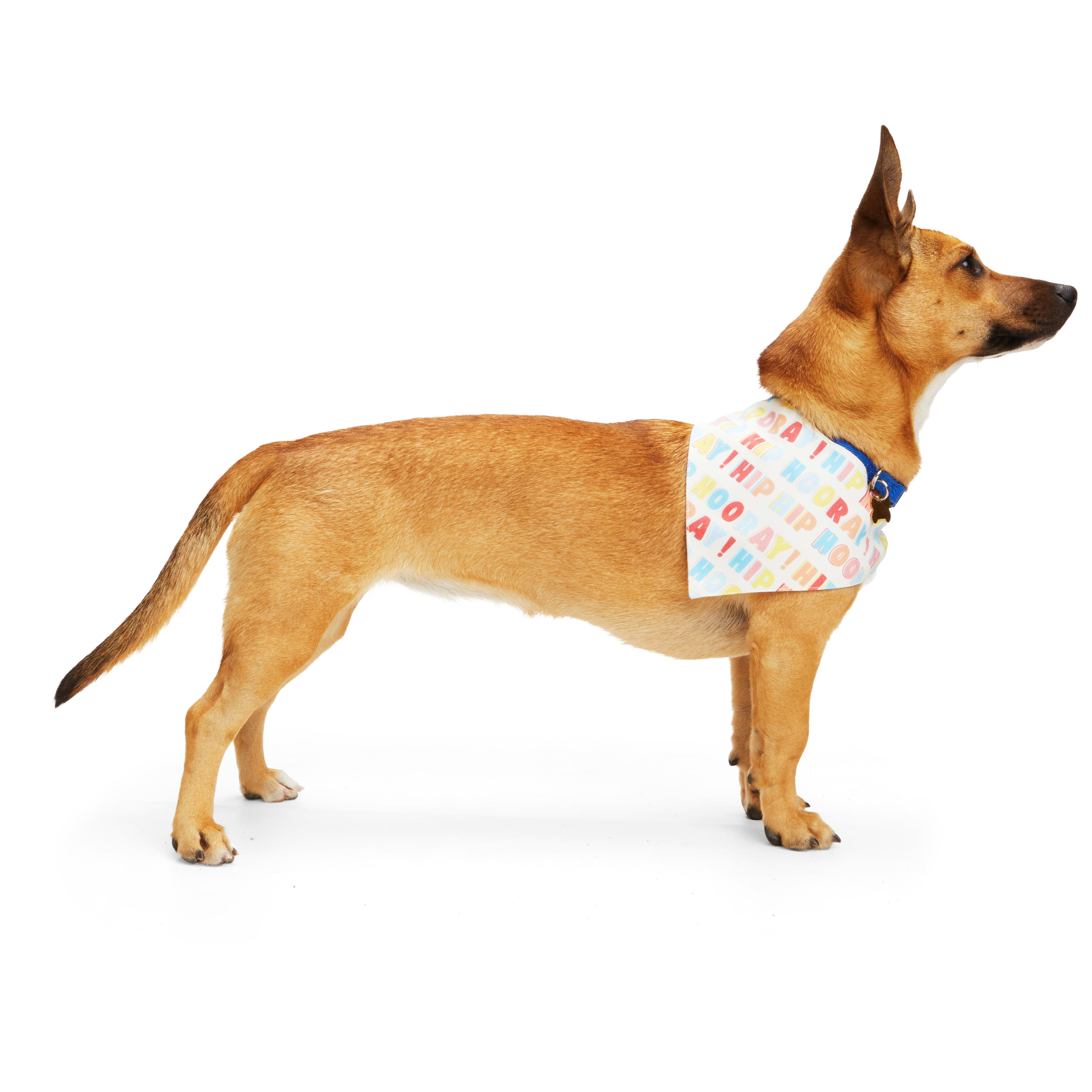 YOULY Reversible Birthday Dog Bandana， X-Small/Small