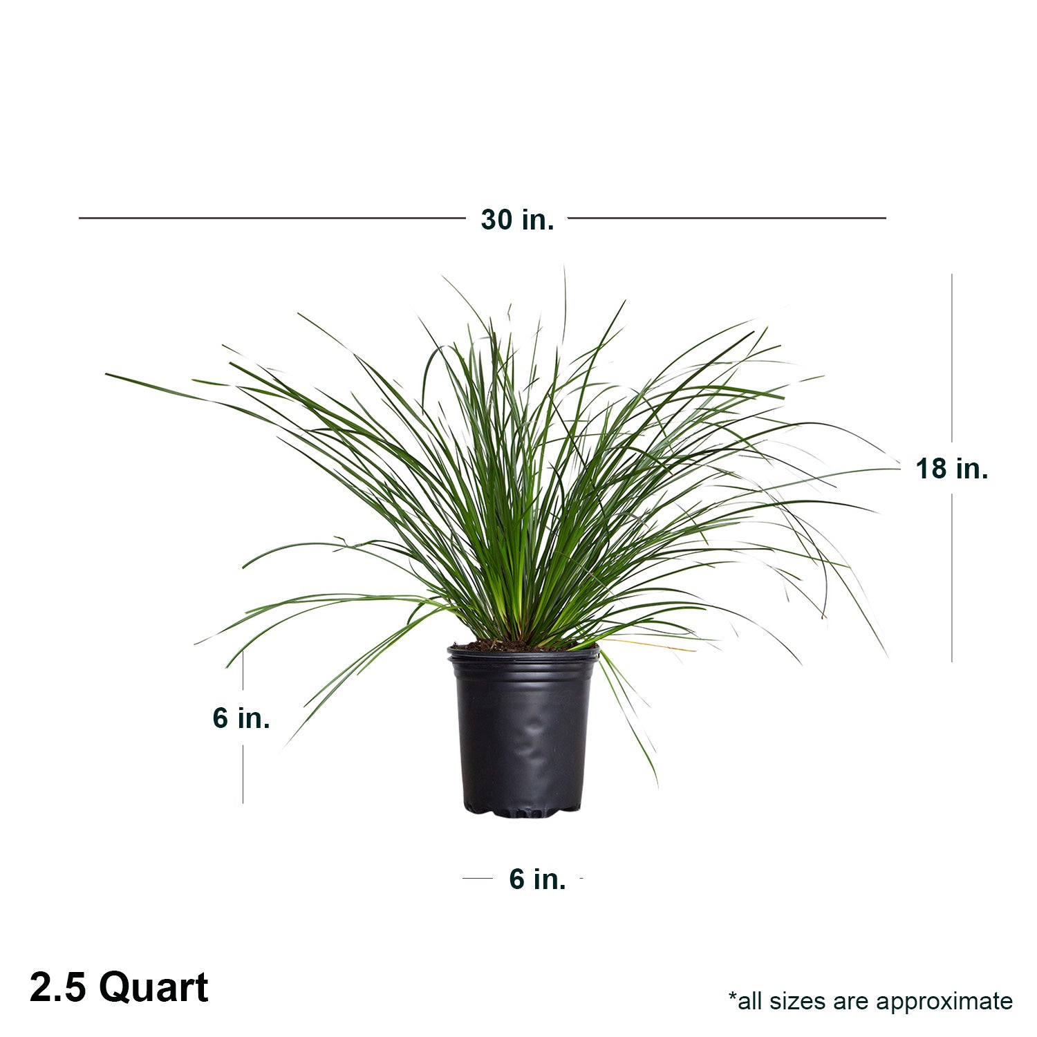 Breeze Lomandra (2.5 Quart) Evergreen Mid-Sized Ornamental Grass - Full Sun Live Outdoor Plant