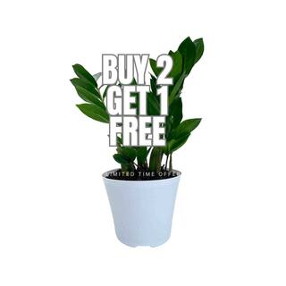 EVERBLOOM GROWERS INC. 6 in. ZZ Plant in Deco Pots (3-Pack ) EBGZZ3PK