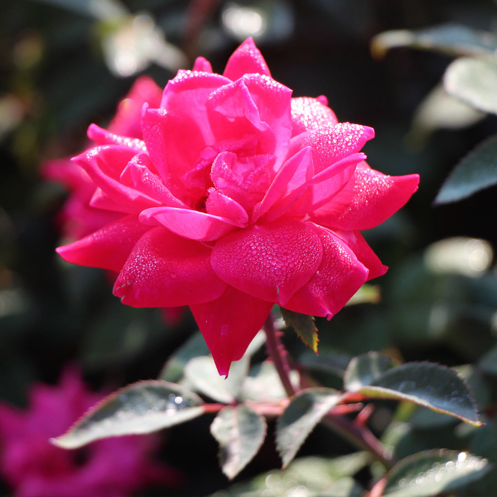 Pink Knock Out® Rose Tree