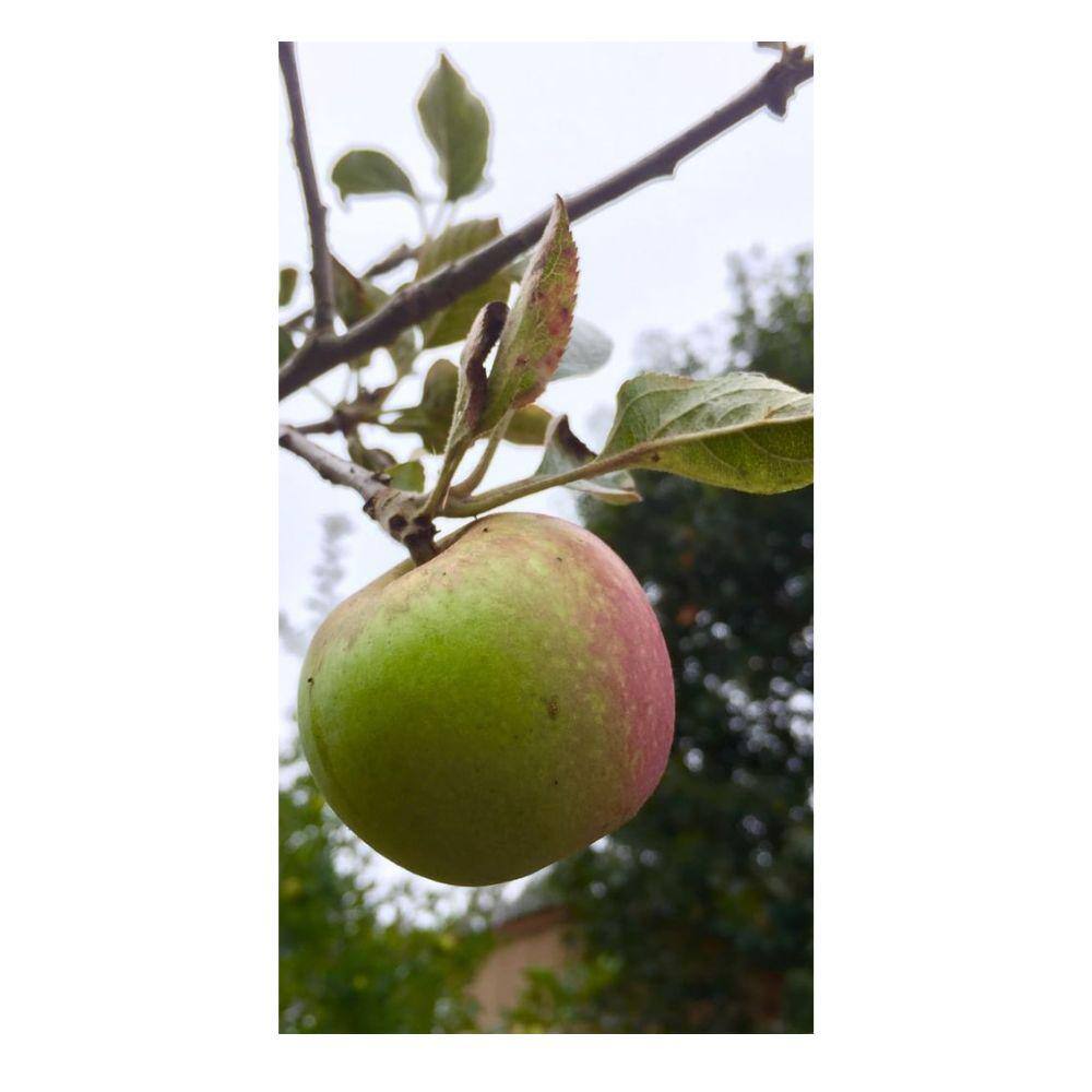 Southern Living 7 Gal. Gravenstein Apple Tree APPGRE07G