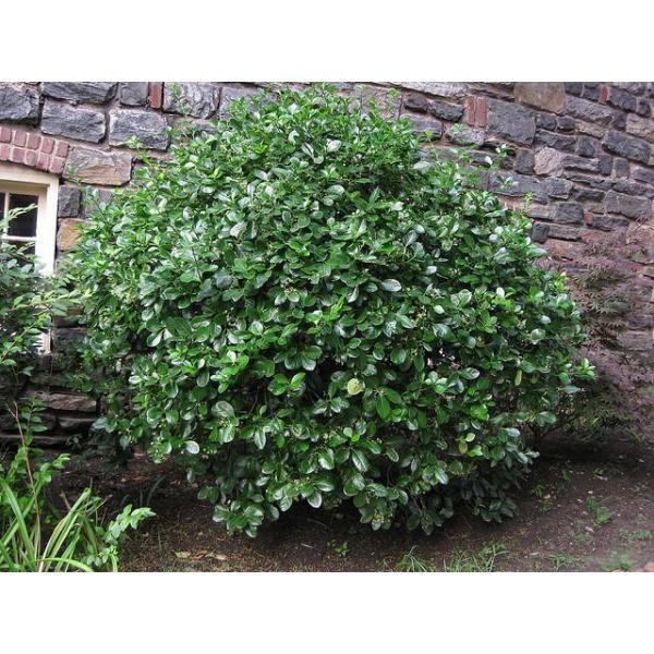 Online Orchards 1 Gal. Evergreen Wintercreeper Euonymus Shrub Evergreen Glossy and Lustrous Leaves also Drought and Cold Tolerant SBEU002