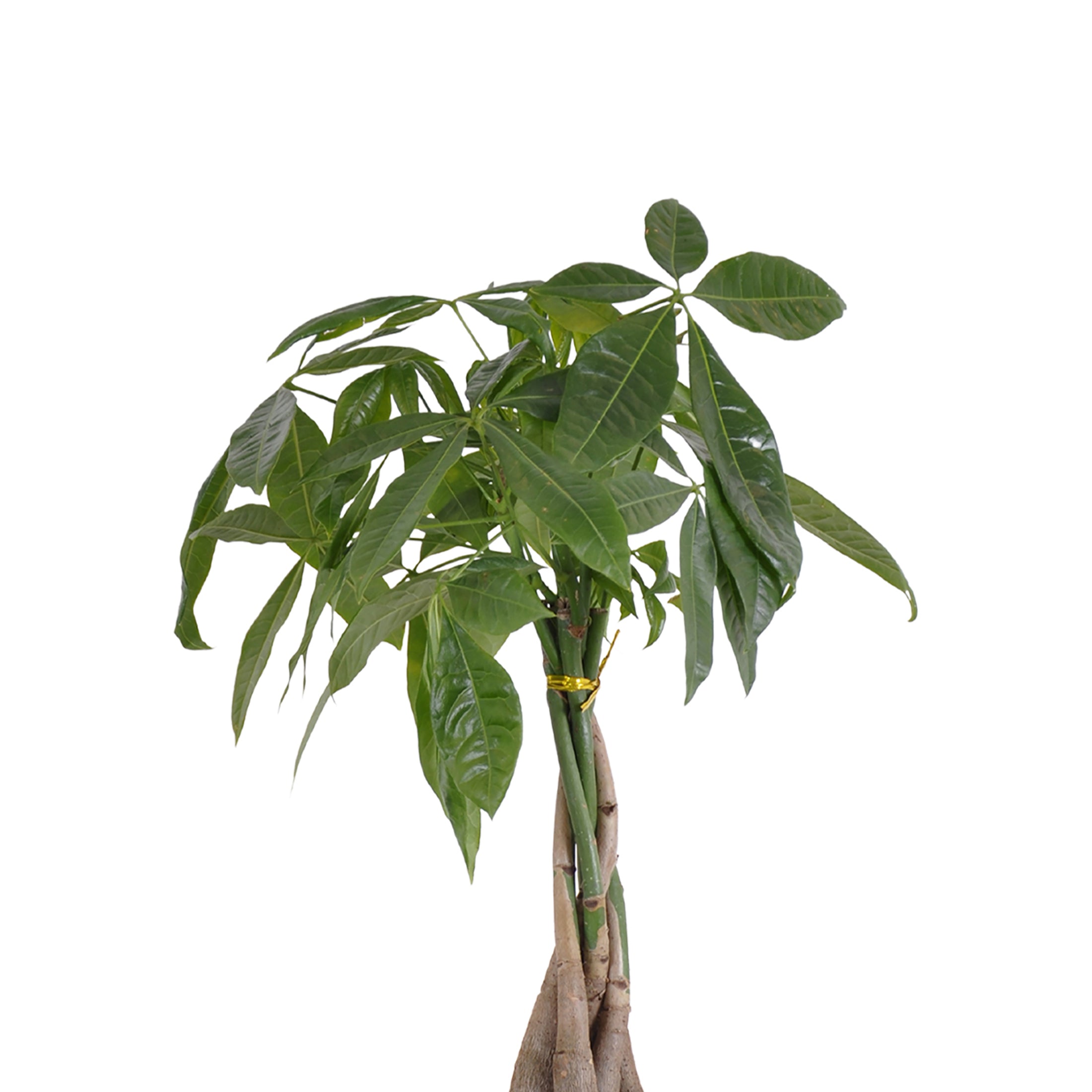 United Nursery Live Money Tree Houseplant 12-14in Tall in 6 inch Cream Bayside Decor Pot