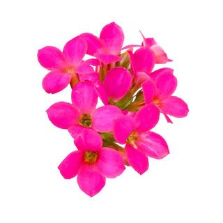 Vigoro 1.0 qt. Annual Kalanchoe Kerinci Rose (1-Pack) 1604