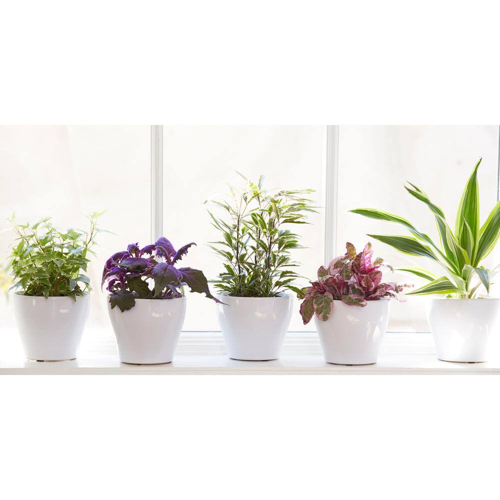 Costa Farms Grower's Choice Exotic Angel Indoor Plant Assortment in 4.8 in. Grower Pot Avg. Shipping Height 8 in. Tall (6-Pack) CO.3.CE48EAASS.PK6