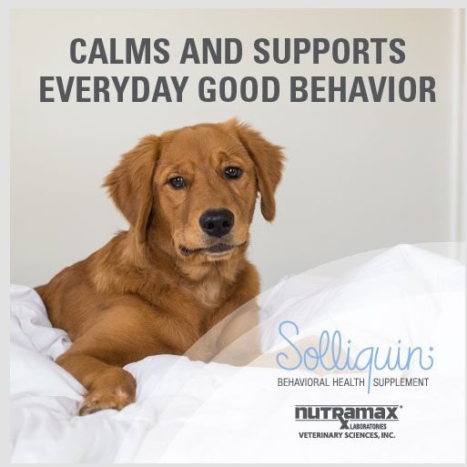 Nutramax Solliquin Chewable Tablets Calming Behavioral Health Supplement for Dogs