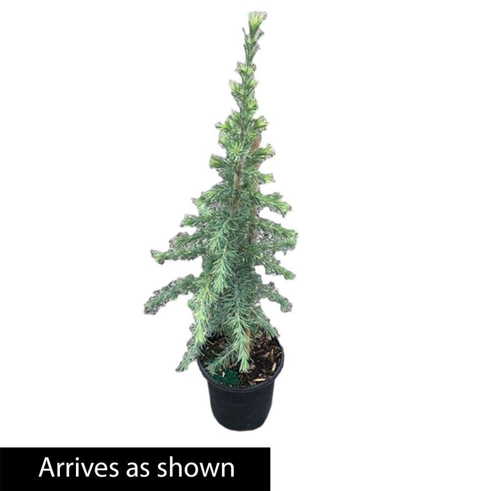 Spring Hill Nurseries 2.50 qt. Pot Electric Blue Deodora Cedar Live Evergreen Tree (1-Pack) 88690