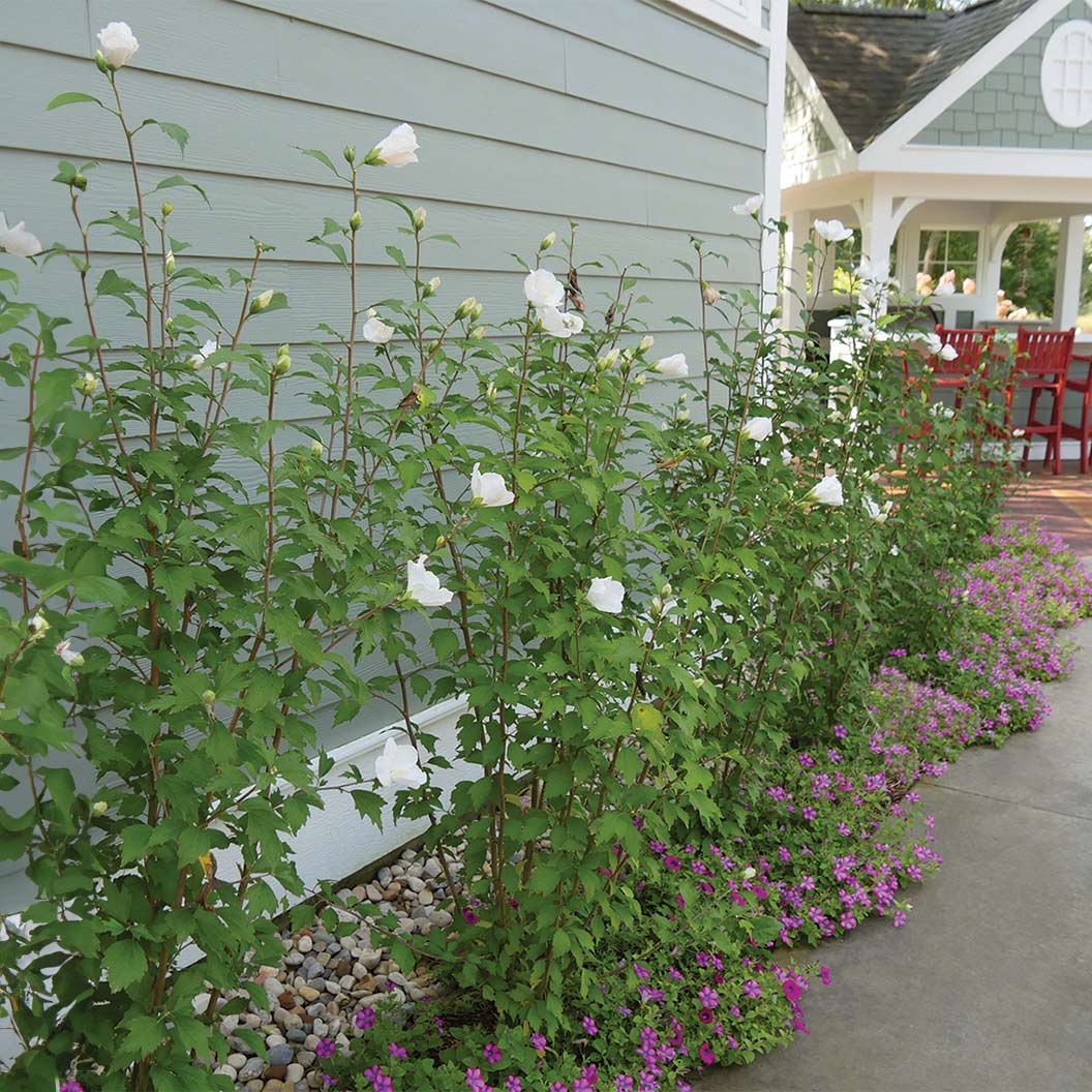 White Pillar® Rose of Sharon Althea