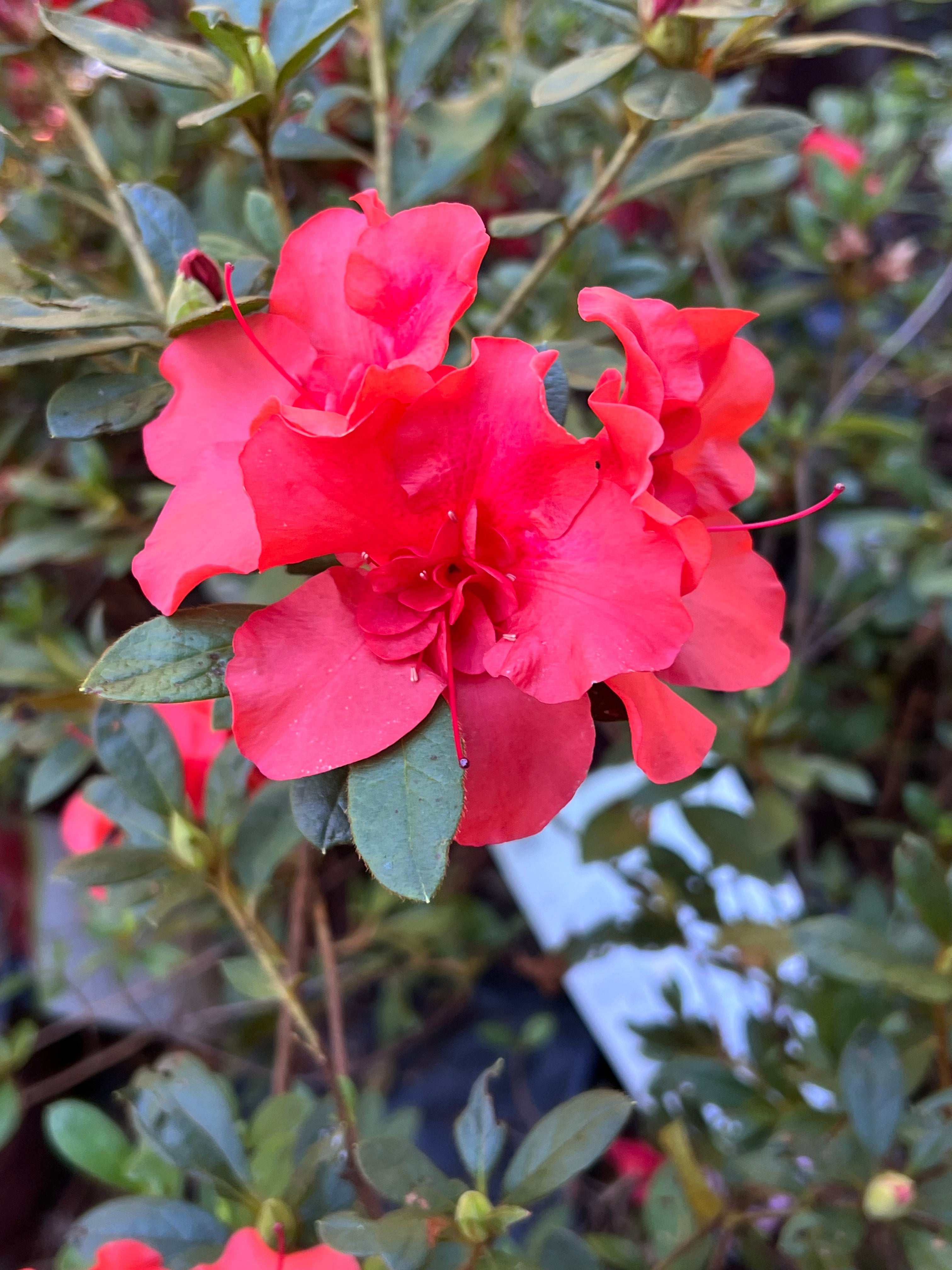 Encore Azalea Autumn Embers