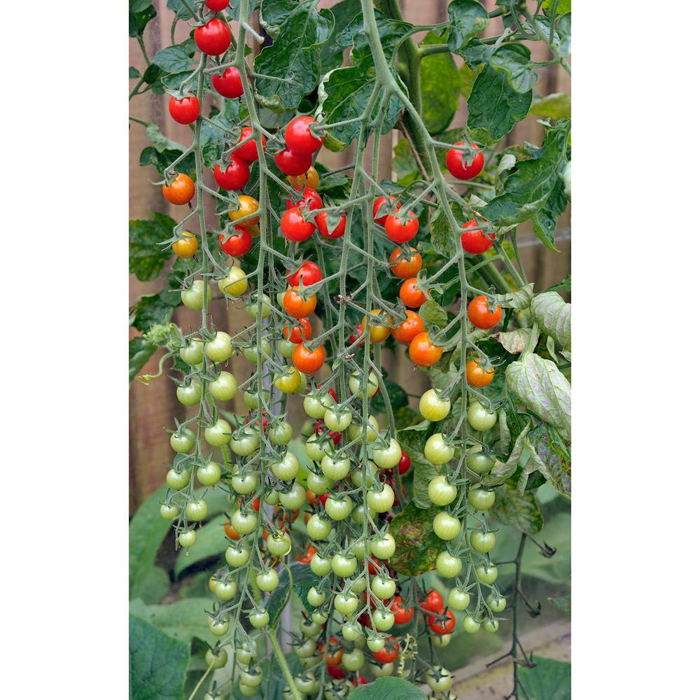 BONNIE PLANTS HARVEST SELECT 25 oz. Sweet Million Cherry Tomato Plant 715339321640