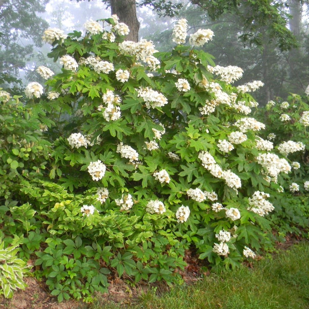 Alice Oakleaf Hydrangea