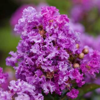 FIRST EDITIONS 3 Gal. Purple Magic Crape Myrtle Tree CRMPMA03G
