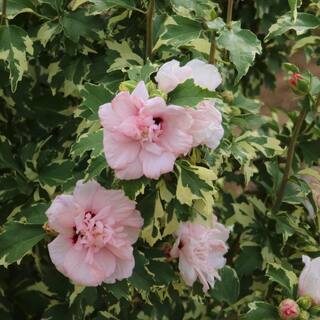 national PLANT NETWORK Hibiscus Sugar Tip Rose of Sharon Tree 1-Piece HD1540