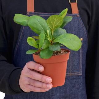 Fiddle Leaf Fig (Ficus Lyrata) Plant in 4 in. Grower Pot 4_FICUS_LYRATA