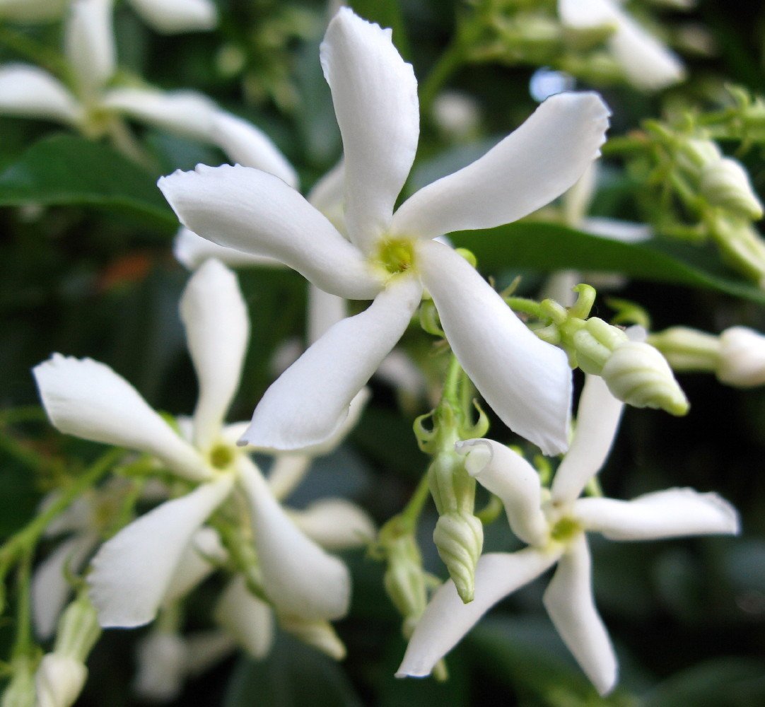 Confederate Star Jasmine Plant - 6