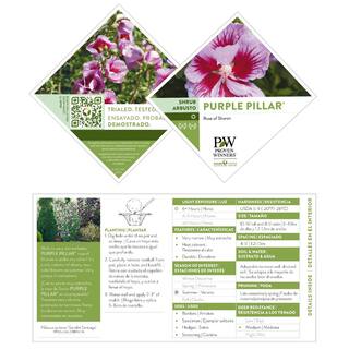 PROVEN WINNERS 5 Gal. Purple Pillar Rose of Sharon (Hibiscus) Shrub with Purple Flowers 13911