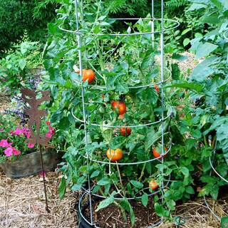 Bonnie Plants 1.19 qt. Better Boy Tomato Plant (6-Pack) 0201