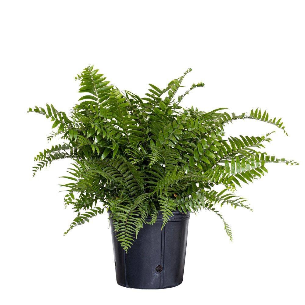 United Nursery Macho Fern Plant in 9.25 inch Grower Pot 20873