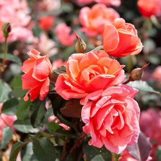 KNOCK OUT 1 Gal. Coral Knock Out Rose Bush with Orange-Pink Flowers and Rich Green Foliage 13157