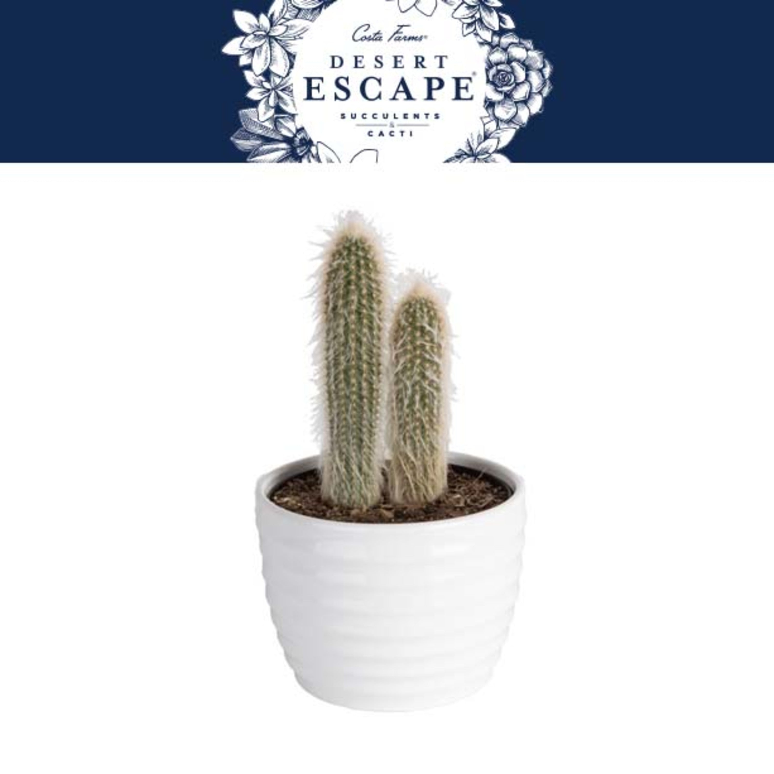 Costa Farms Desert Escape Live Indoor 7in. Tall Green Cactus; Bright， Direct Sunlight Plant in 6in. Ceramic Planter