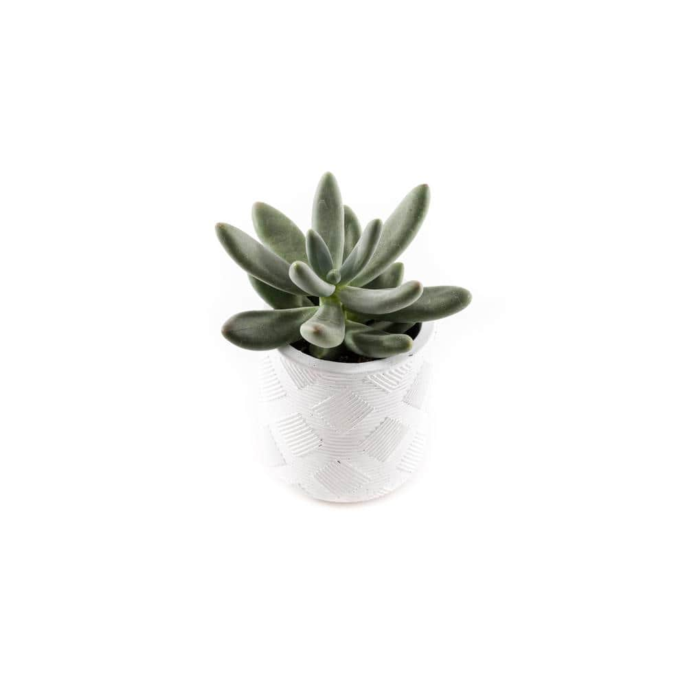 2.5 in. Assorted Succulent Set in White Weave Pot (2-Pack) SUCCLYAS325SWW