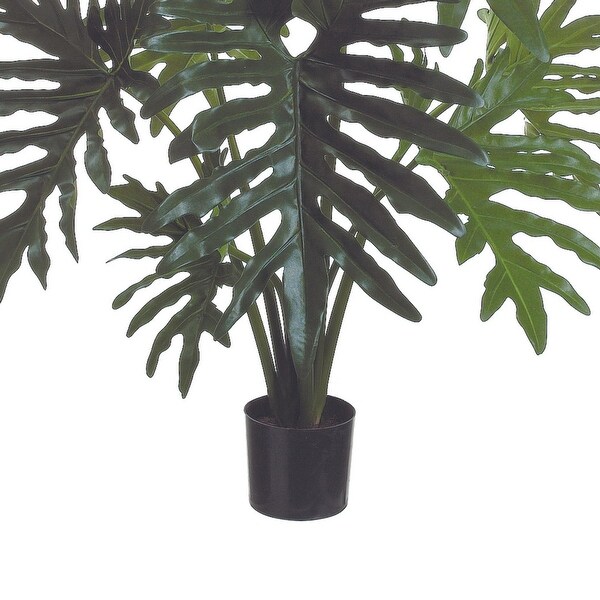 Philodendron Plant