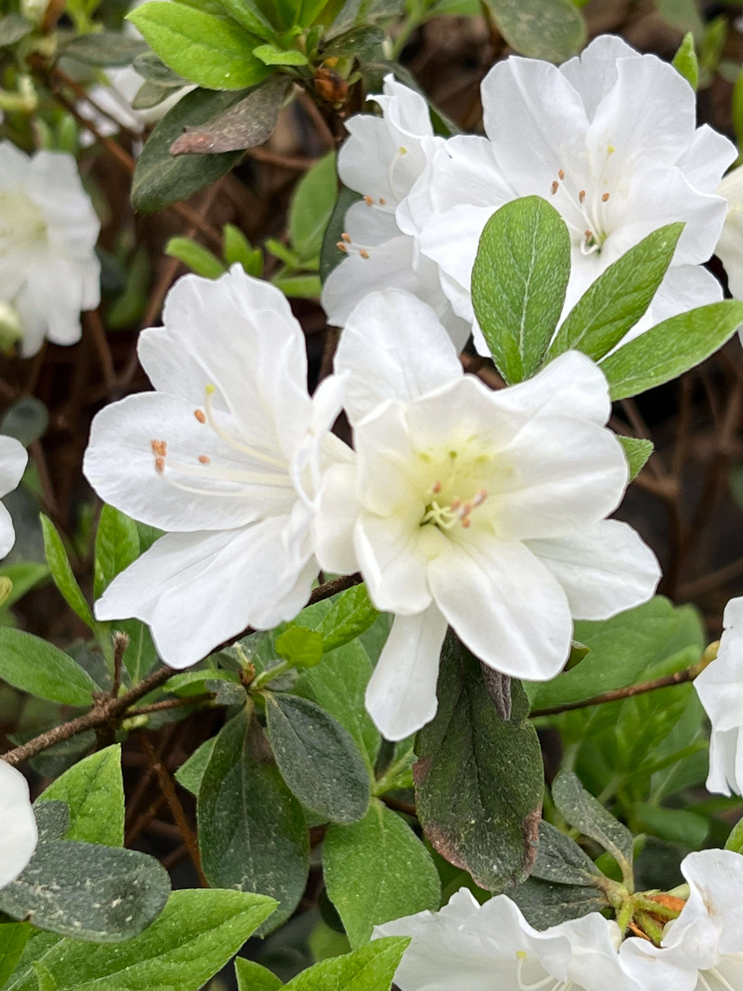 Delaware Valley White Azalea