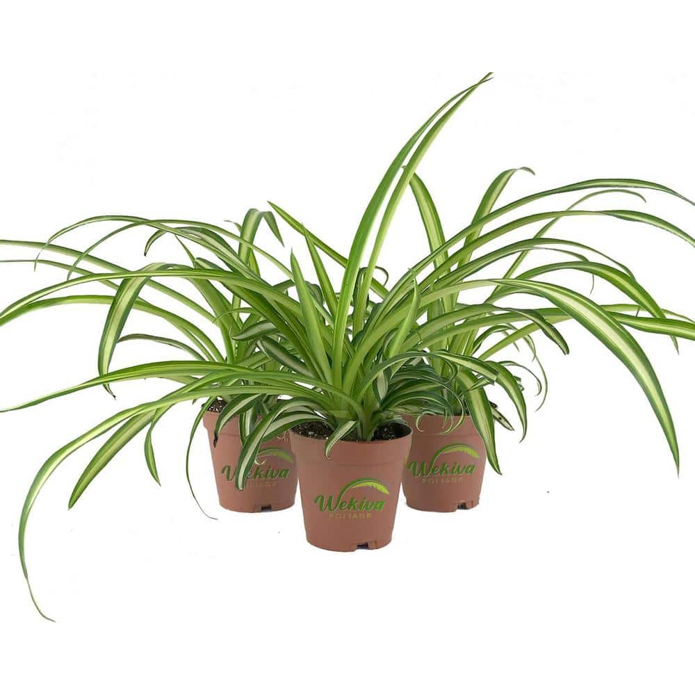 Wekiva Foliage 2 in. Enchanting Spider Plant - 3 Live Plants - Chlorophytum Comosum - Nature's Green Symphony for Your Home in Pots EnchantingSpiderPlant2x3