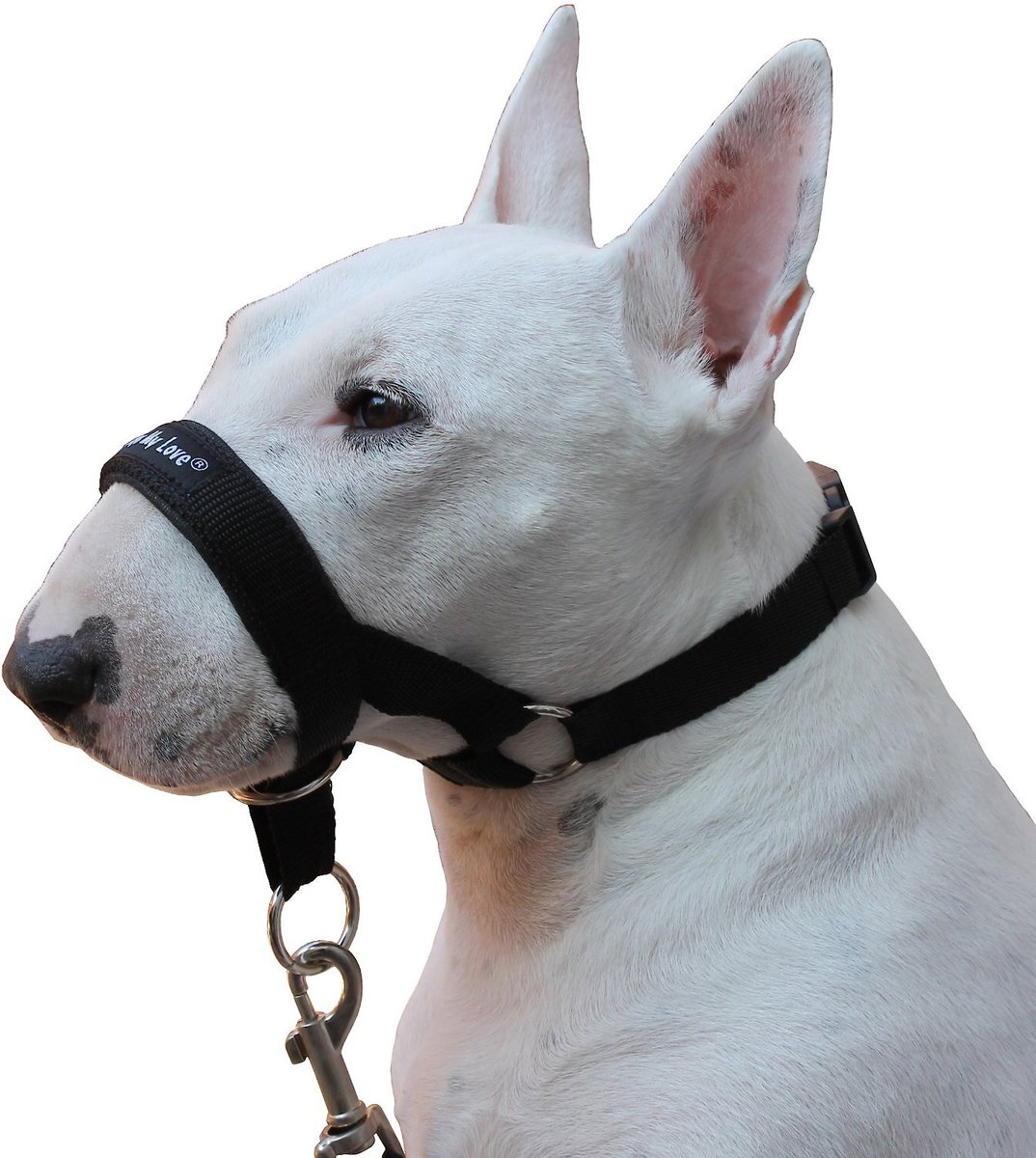 Dogs My Love Nylon Dog Headcollar