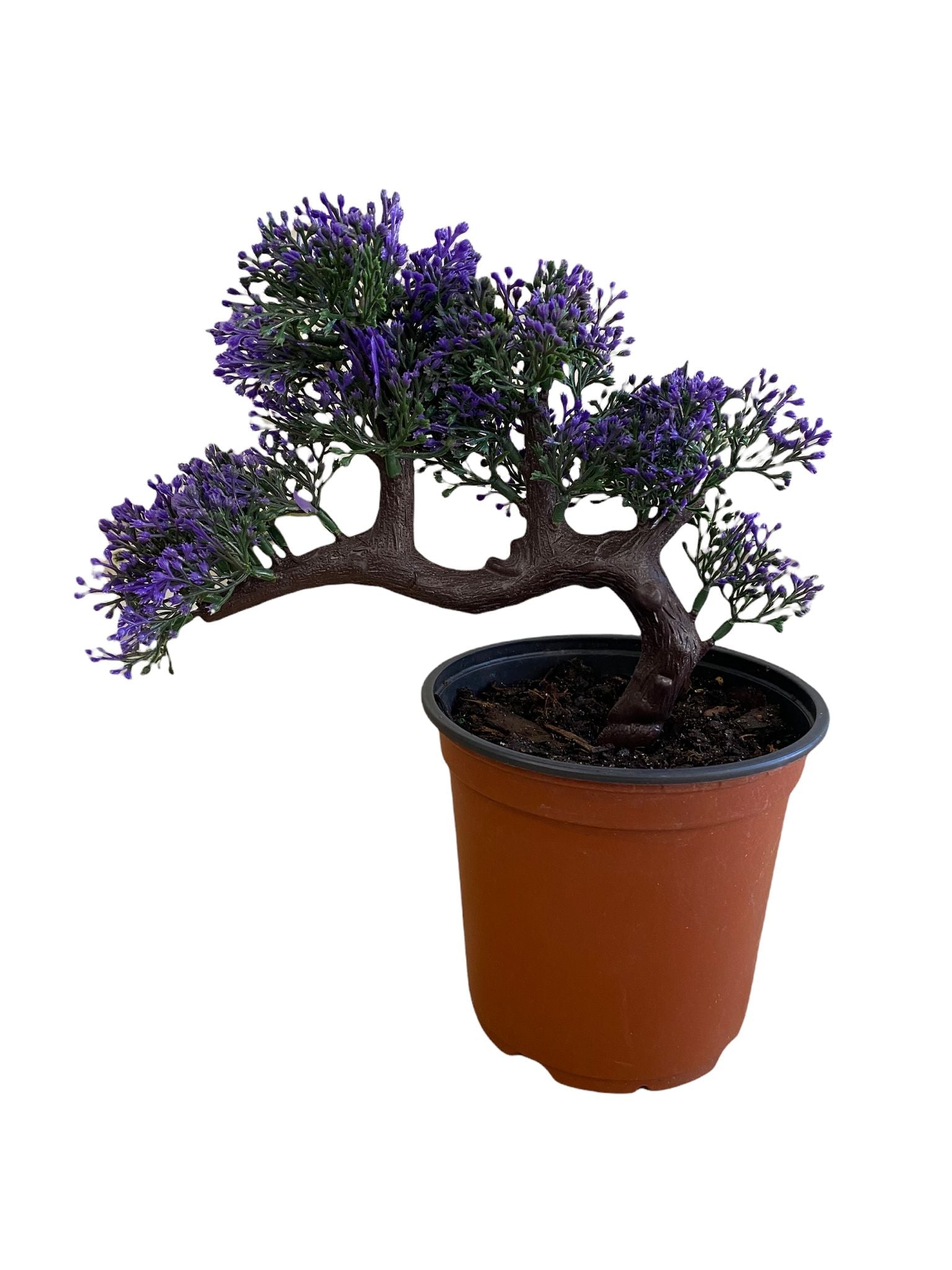 Gorgeous Bonsai with Very Attractive Pot violet colored