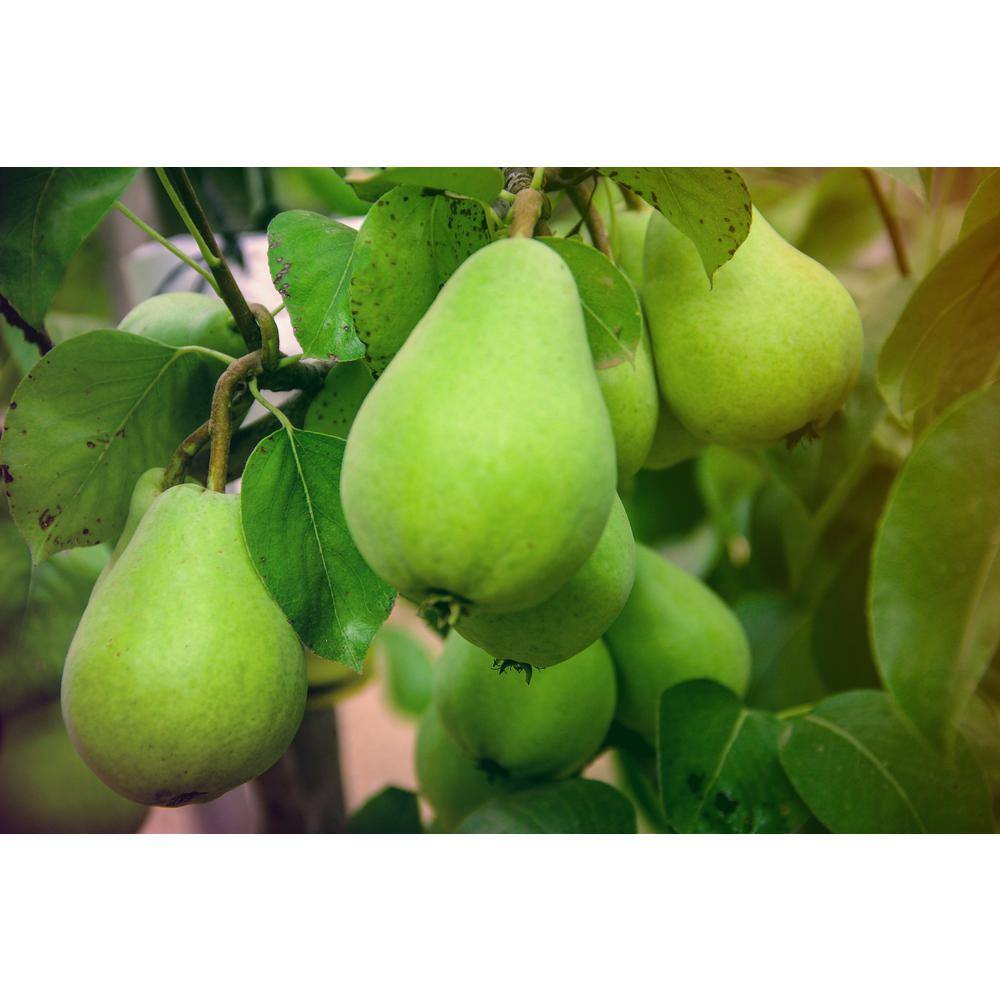 Online Orchards Dwarf D'Anjou Pear Tree Bare Root FTPR005