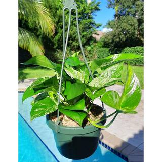 Marble Queen Pothos Plant in 6 in. Hanging Basket HBMrbP006