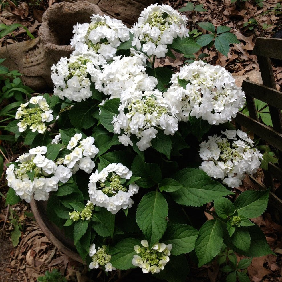 Hydrangea 'Wedding Gown